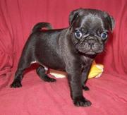 Black Male Pug puppies for sale