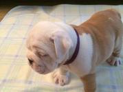 Lovely Litter Of 2 Red & White HUU Clear, English/British Bulldog Pups.