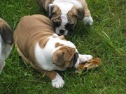 Amazing English Bulldog Puppies